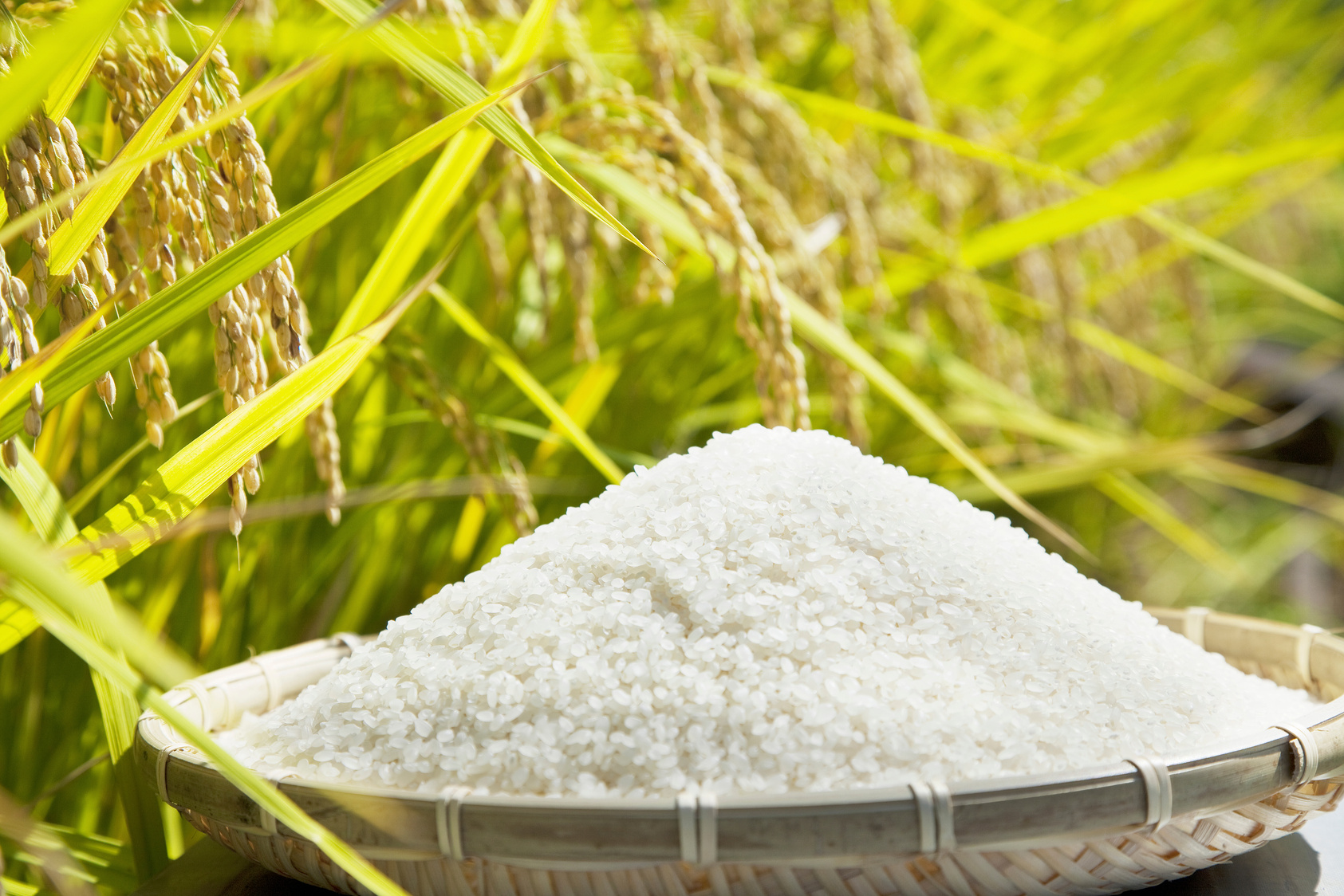 Rice and rice